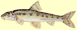 Le goujon